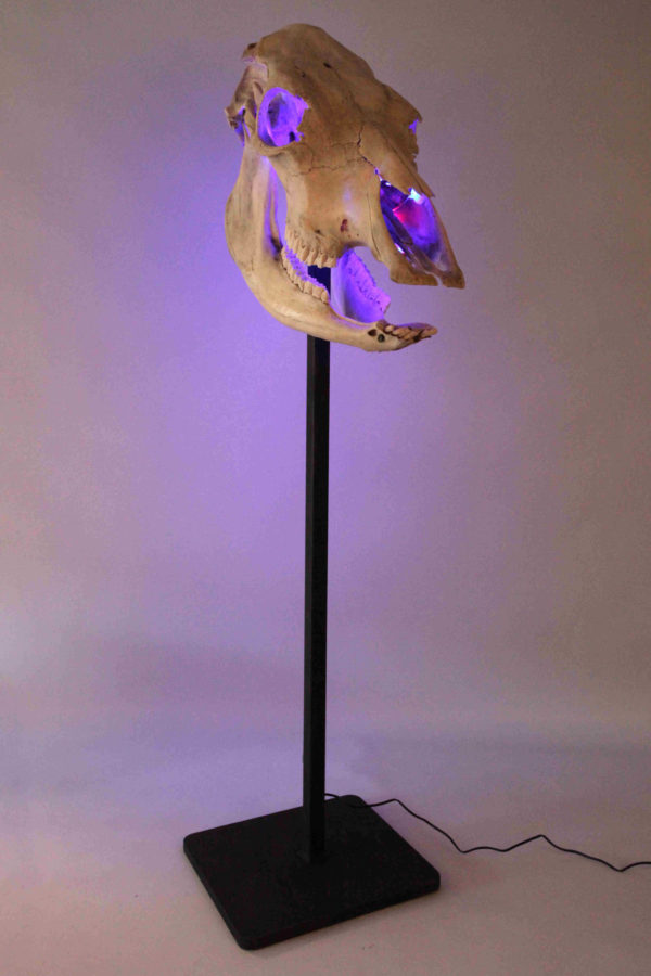 Une sculpture lumineuse en crâne de bovin